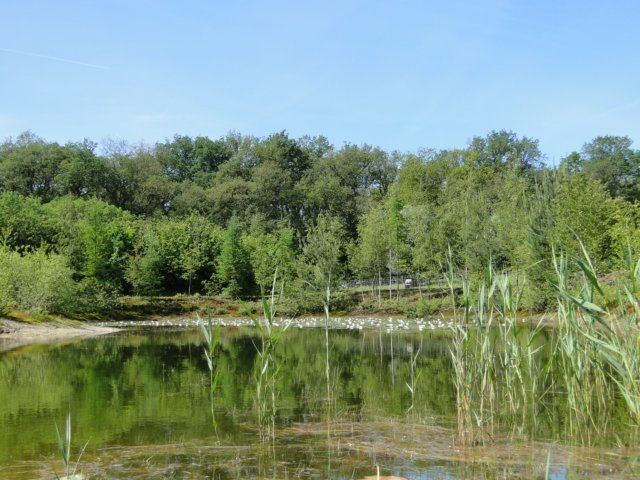 2011HWK 036.jpg